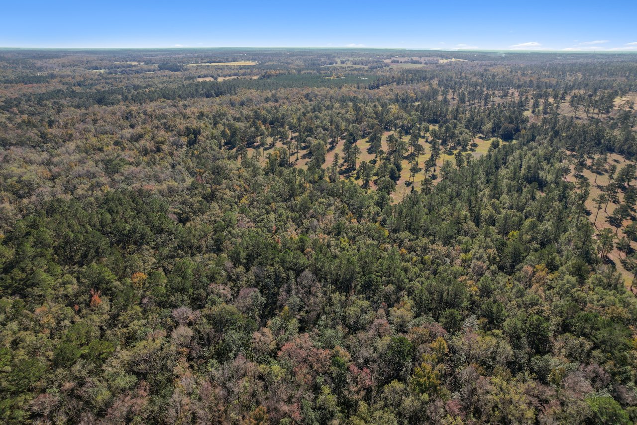 Aerial view of a vast forest landscape with dense, lush green and slightly autumn-colored trees under a clear blue sky, conveying tranquility.