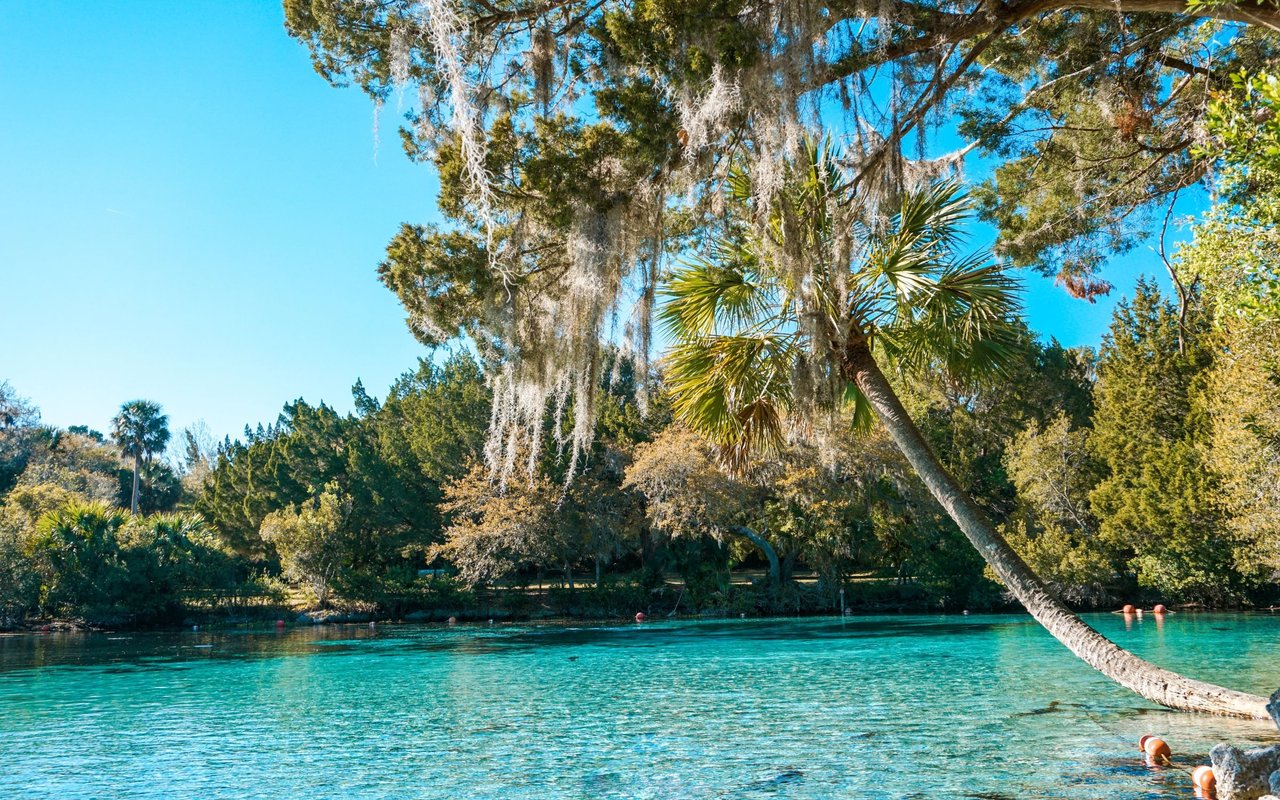 Turquoise spring water beneath Spanish moss and a leaning palm.