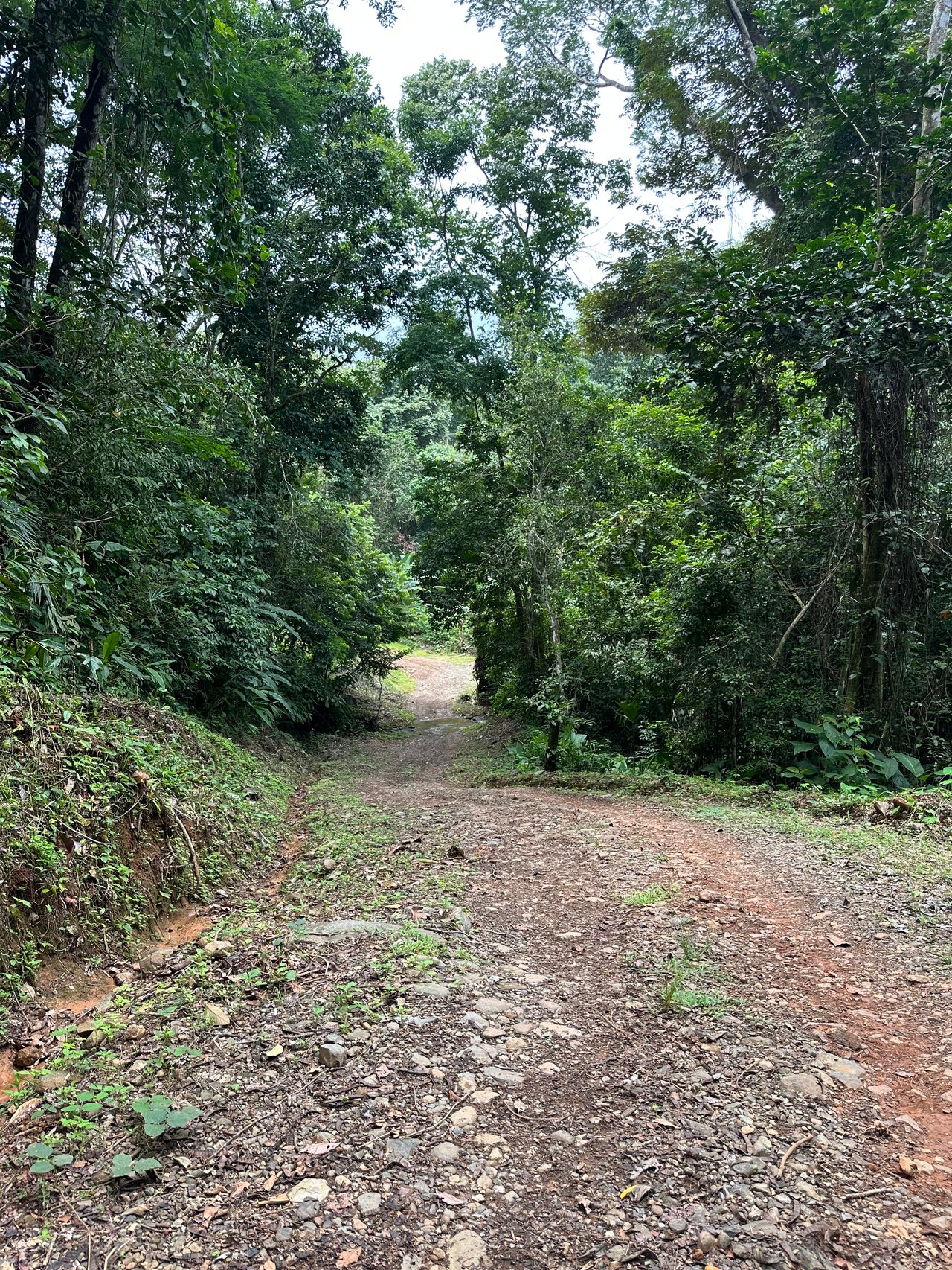 Jungle Oasis with River Frontage Near Dominical – 5.2 Acres of Pure Nature