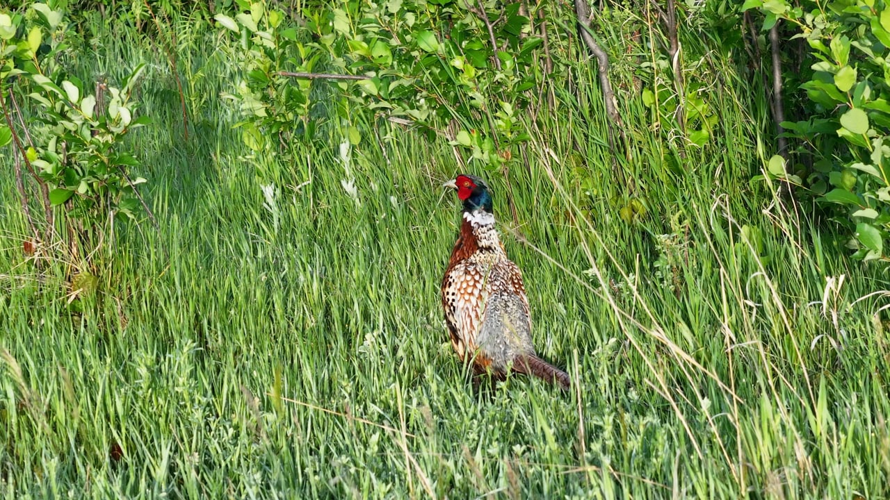 Big Spring Legacy Ranch