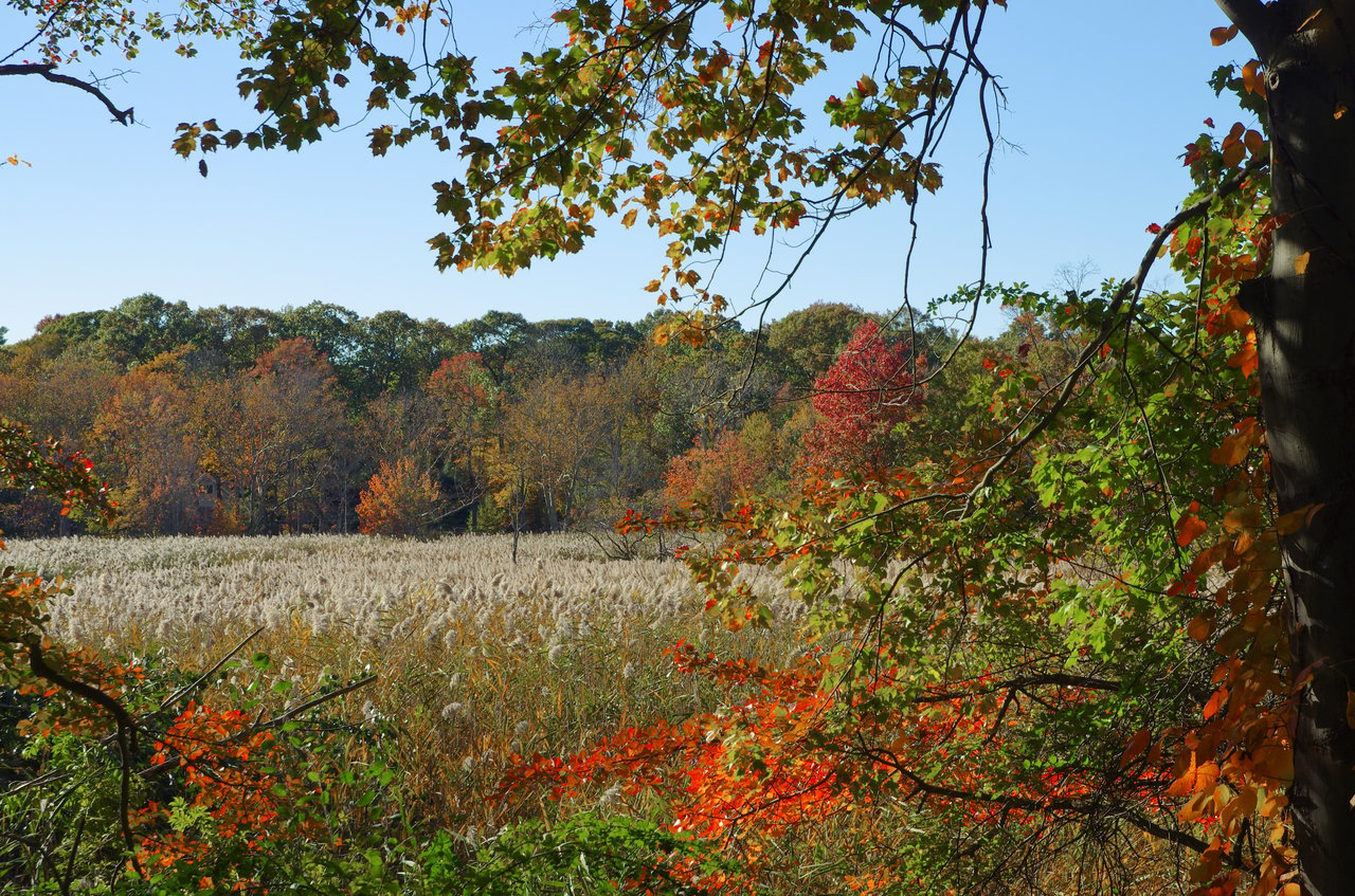 Locust Valley