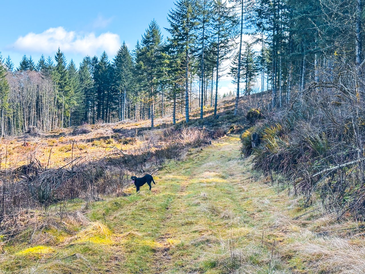 Marion Woods - Auction