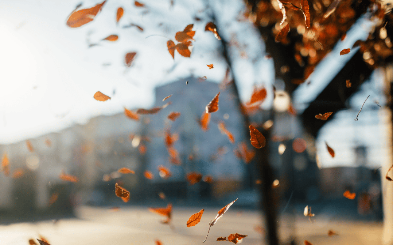 More than just Leaves are Falling - What Q3 Sales Tell Us about the NoMi Real Estate Market