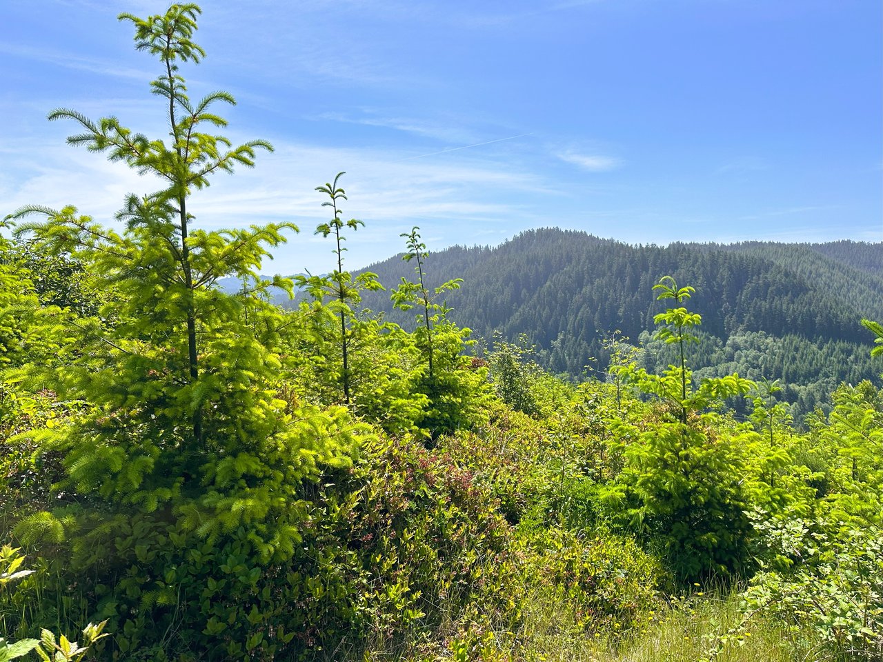 Alsea Estuary Forestland