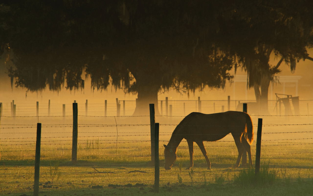 How to Make the Refreshing Ranch Water Cocktail