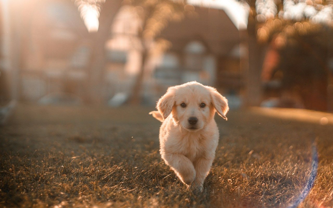  A fluffy golden retriever puppy with light-colored fur is walking directly towards the camera on a patch of grassy ground