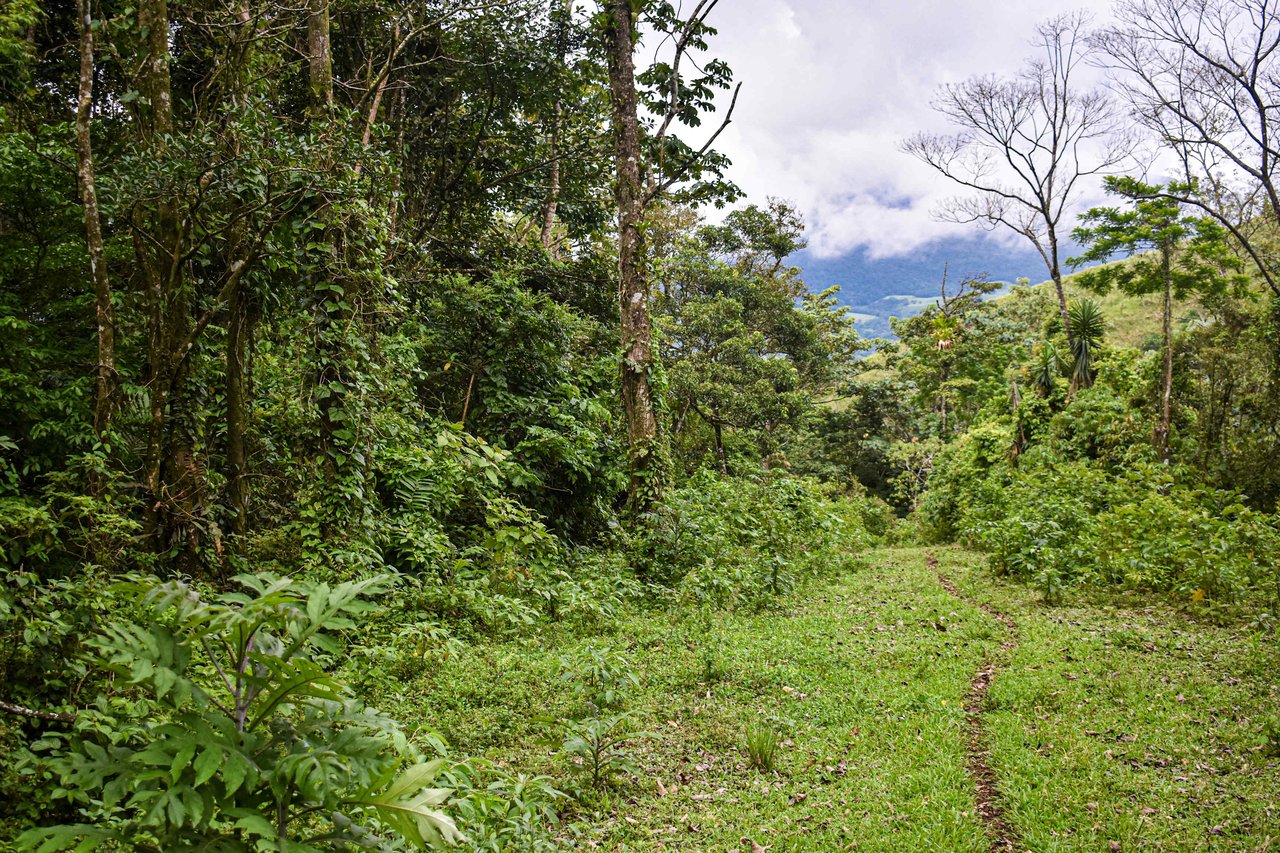 Bosque Bijagua | Prime Forest Land for Sale Near Bijagua, Costa Rica!