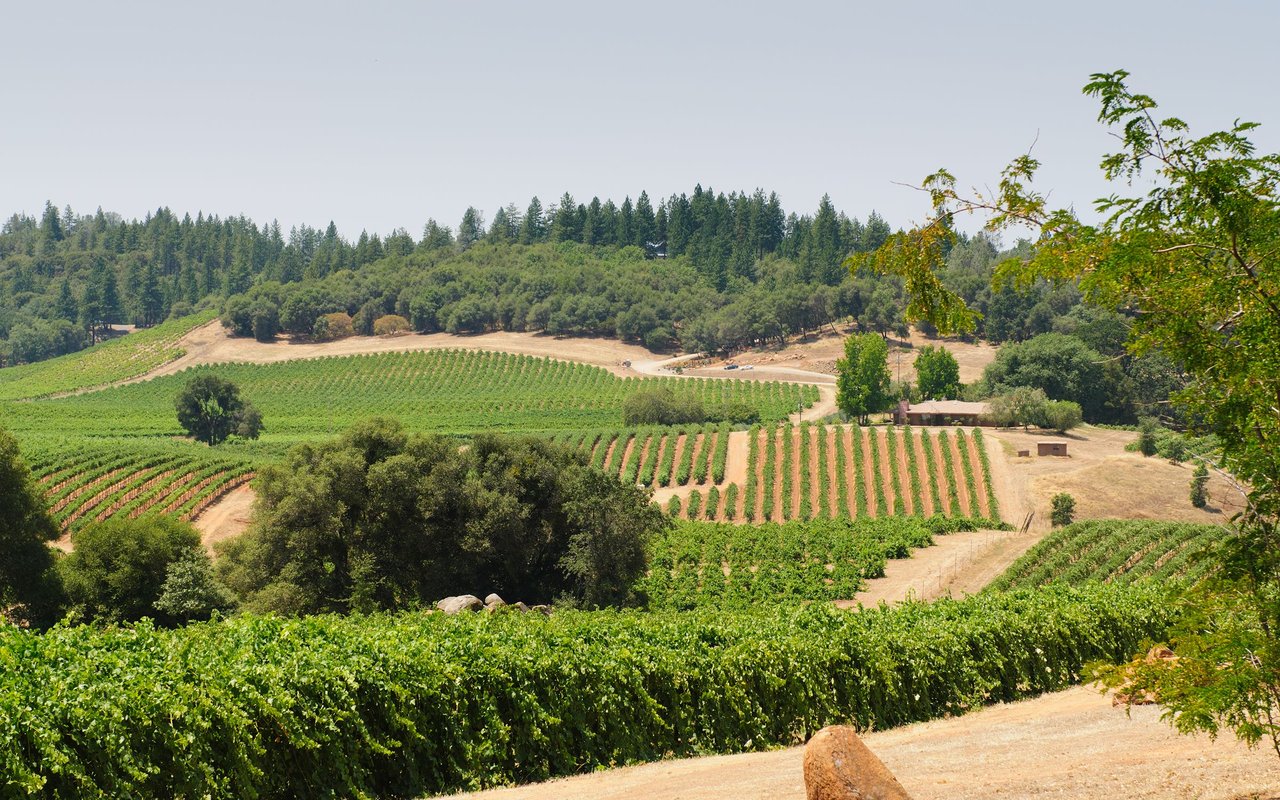 Vineyard rows cover rolling hills beneath a wooded ridge.