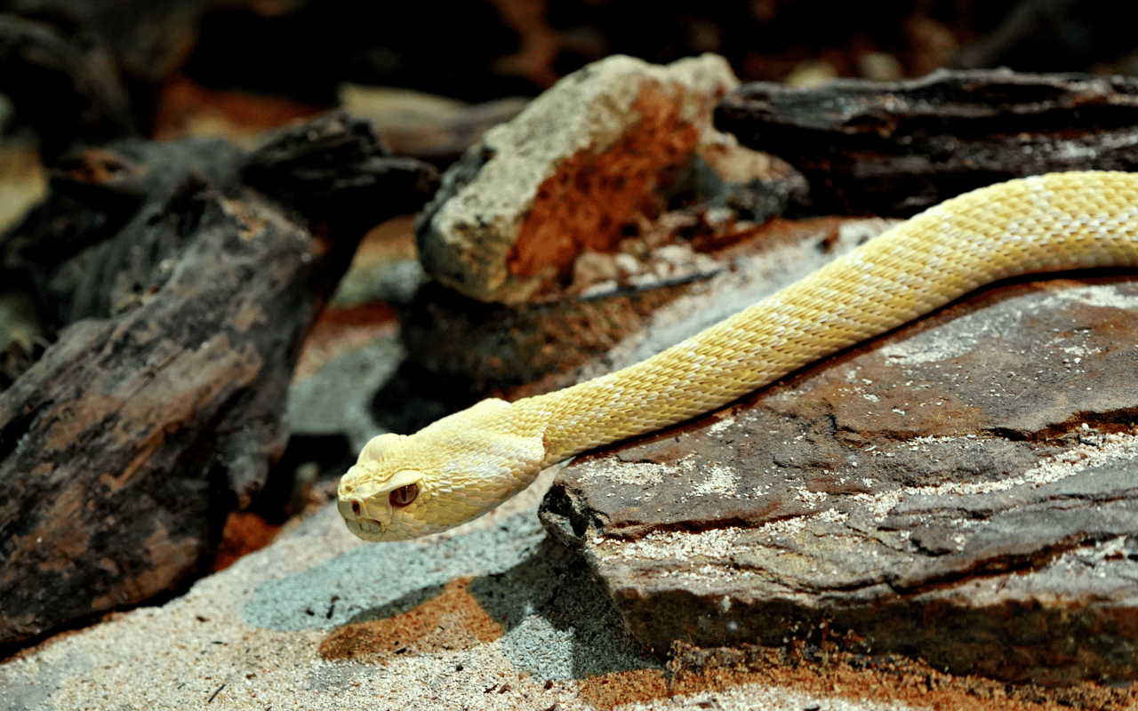 Pale yellow snake slithering across broken bricks and rubble.