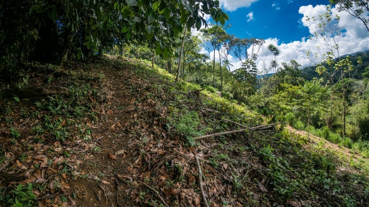Tropical Sanctuary Above Uvita: 5-Acre Jungle Estate with incredible Mountain Views