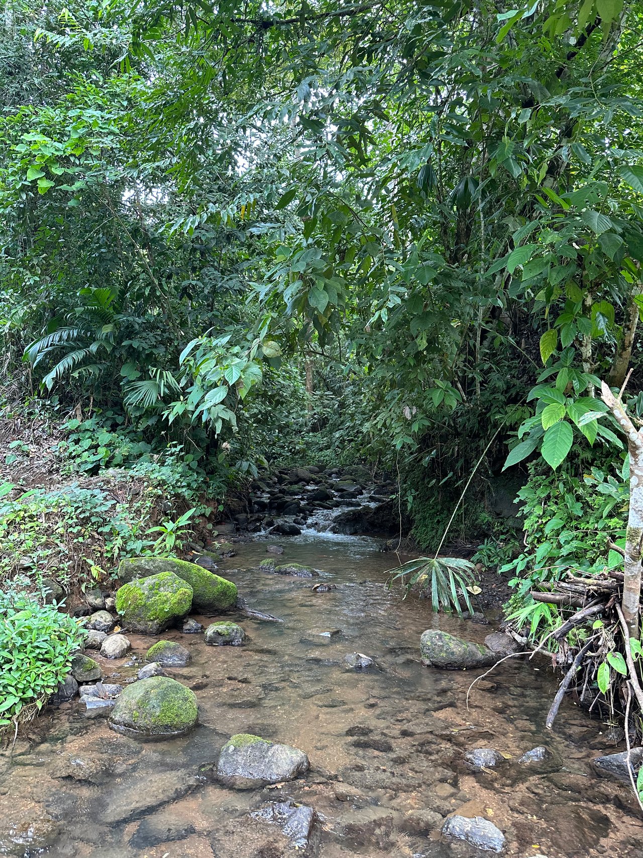 Jungle Oasis with River Frontage Near Dominical – 5.2 Acres of Pure Nature