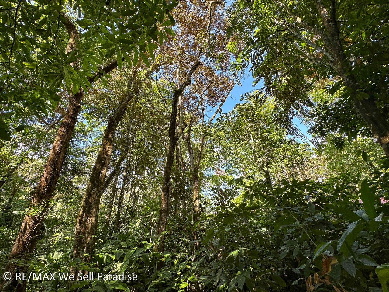 A large jungle-clad piece of land with mountain views, internal creek, and river frontage.