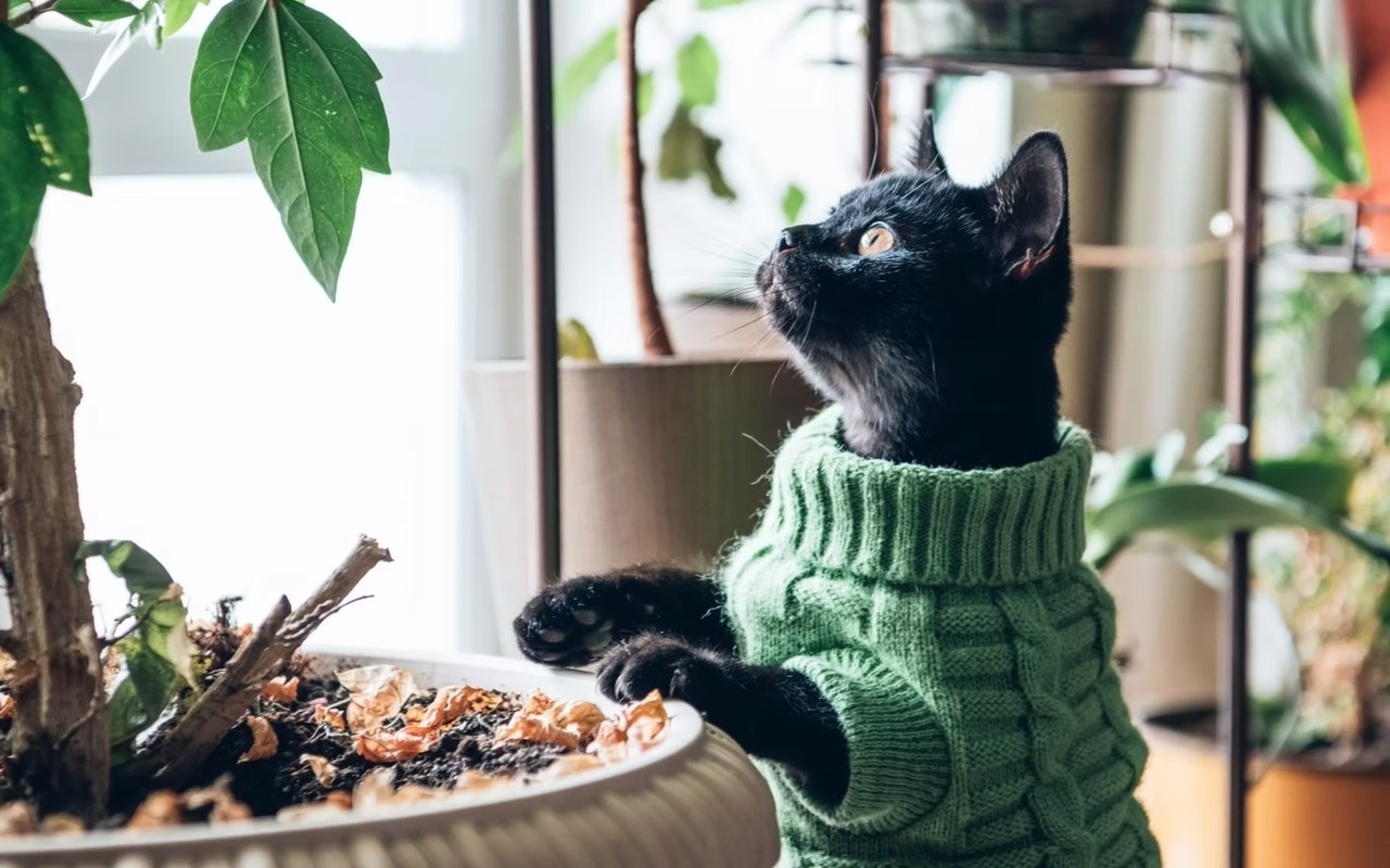 Bringing Nature to Home: Simple Ways to Make Your Space Feel Fresh, Calm, and Alive