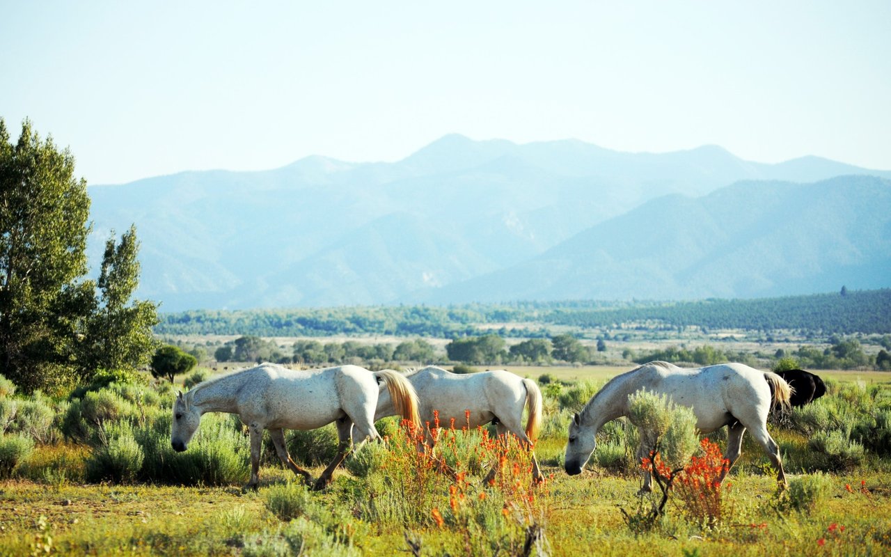 Los Ranchos de Albuquerque