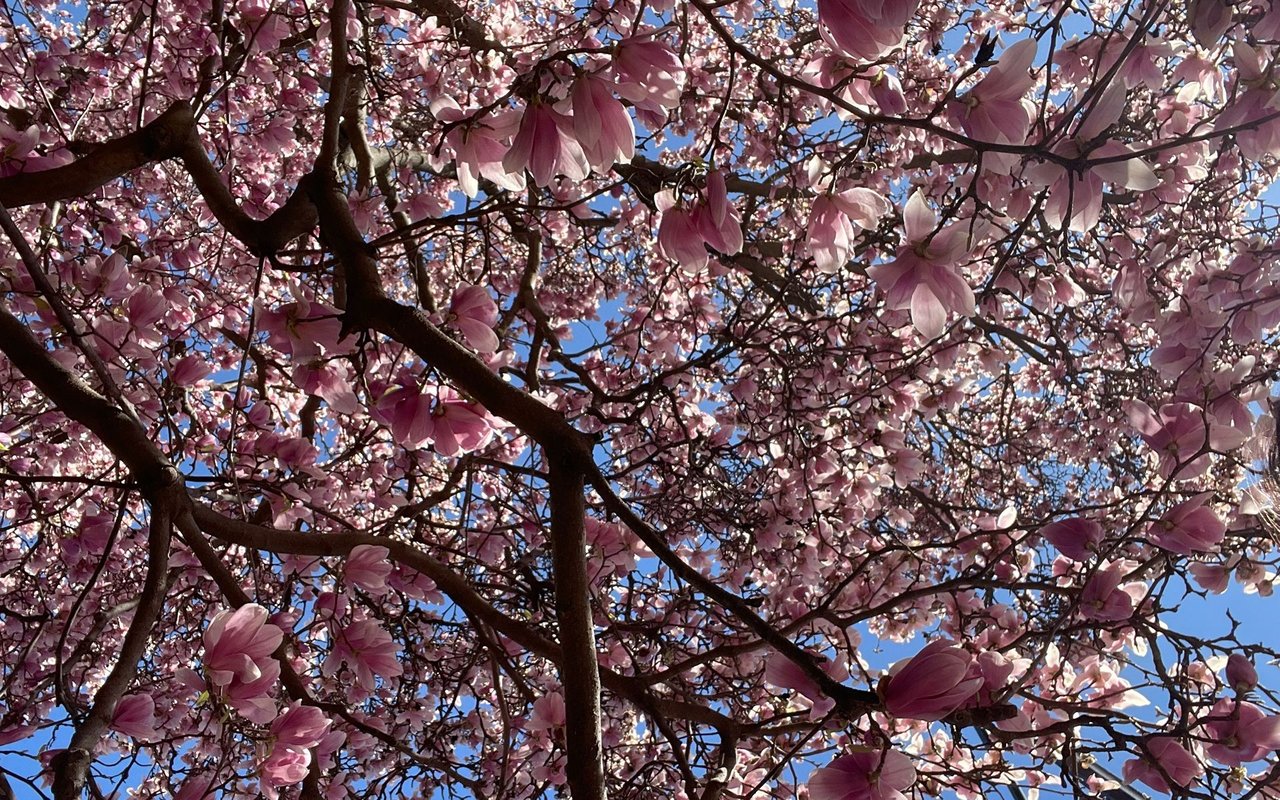 April 2025 Newsletter