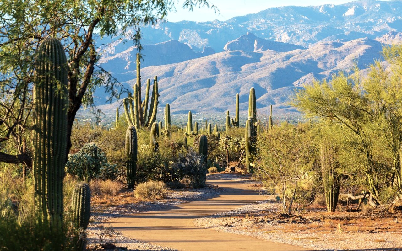 Desert path lined with tall saguaros, with rugged mountains in the distance.