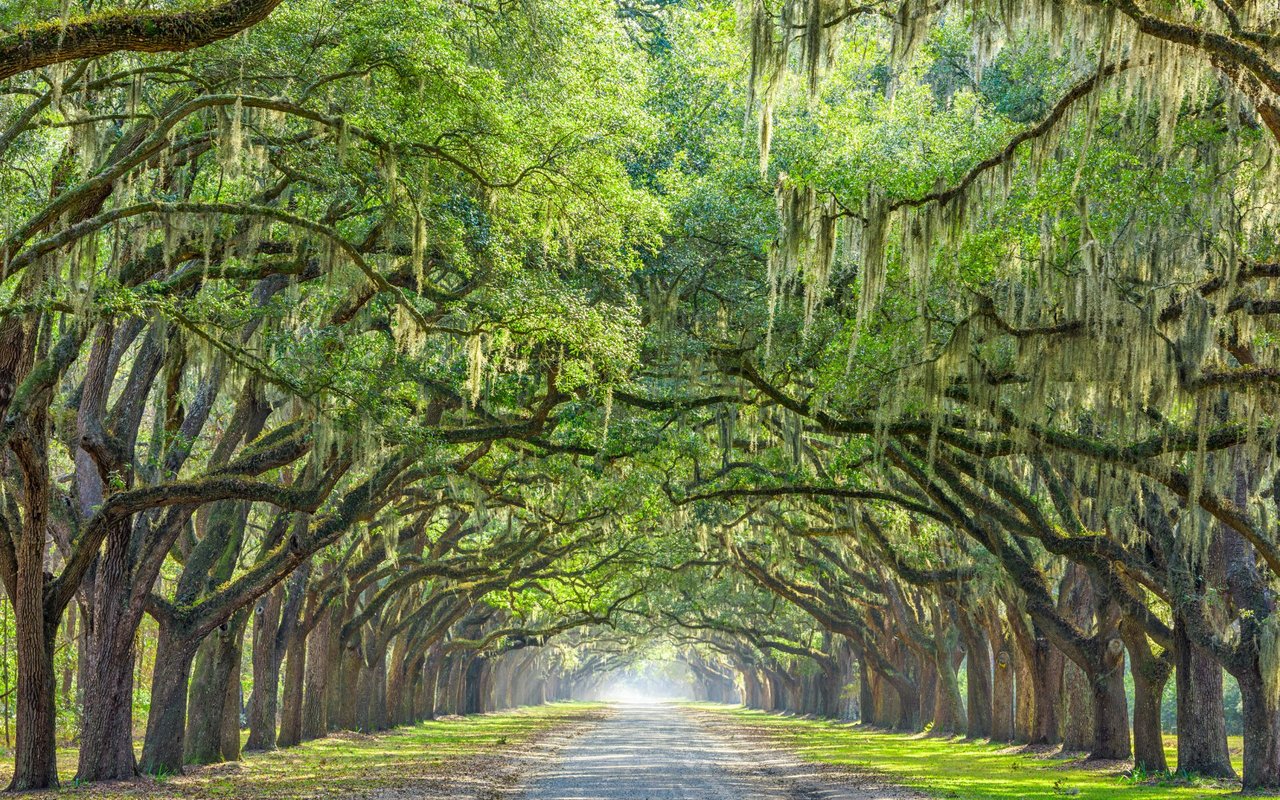 White Oak
