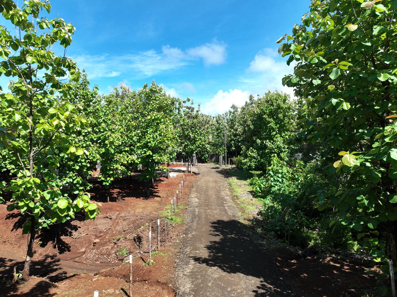 Lot #17 in Pinilla Teka | 5,000m² Lot in Altos de Pinilla, Tranquility and Opportunity 10 Minutes from Playa Avellanas!