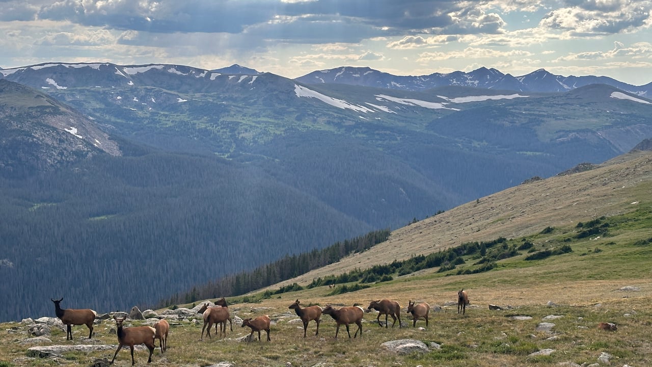 Into the Wild: Discovering Rocky Mountain National Park with Monica