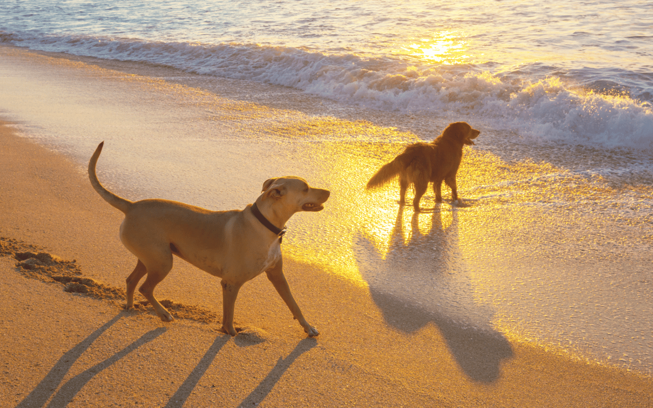 Pet-Friendly Paradise: A Guide to Living in the South Bay with Your Furry Friends
