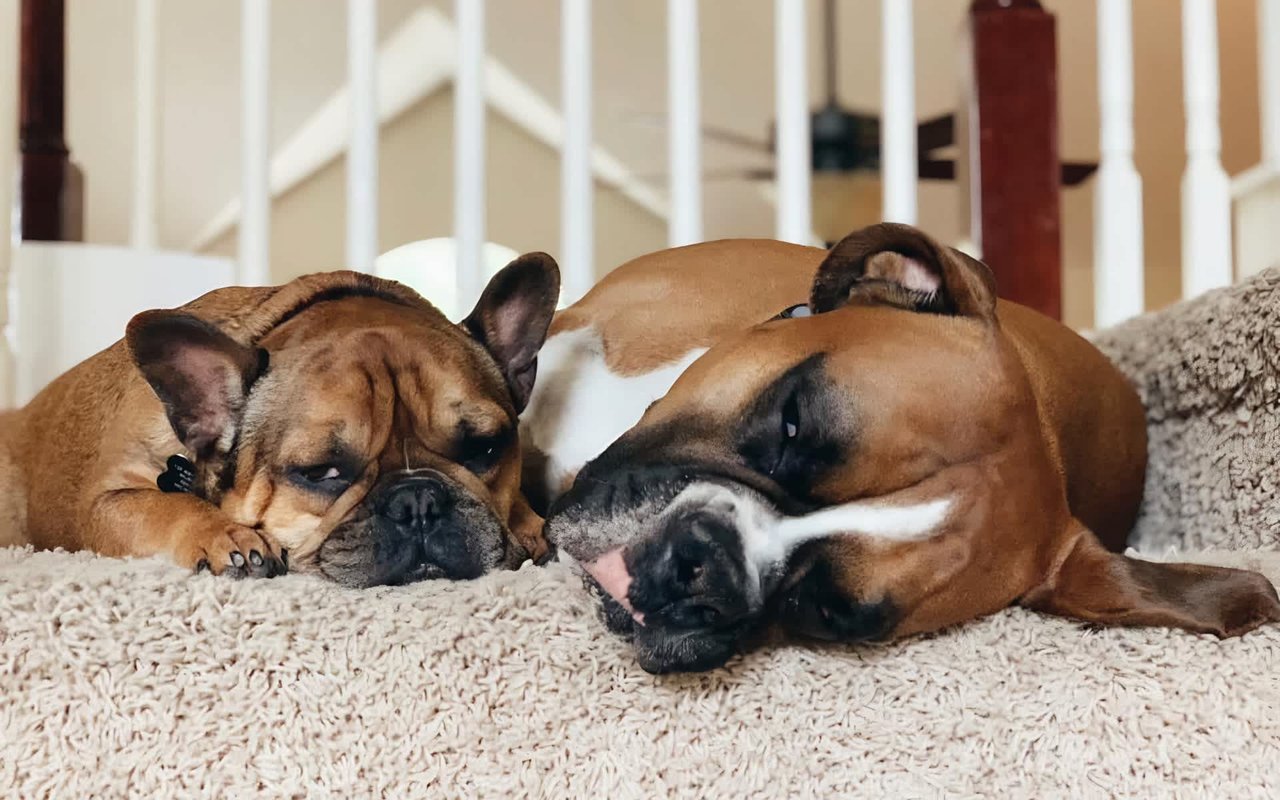 Tips for Moving With Pets