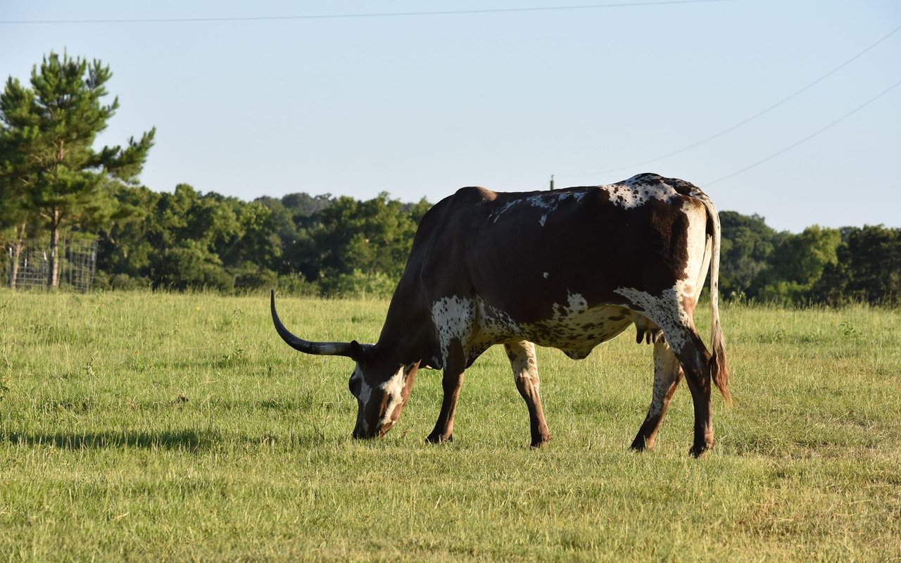 Brown-and-white longhorn grazing in a grassy pasture
