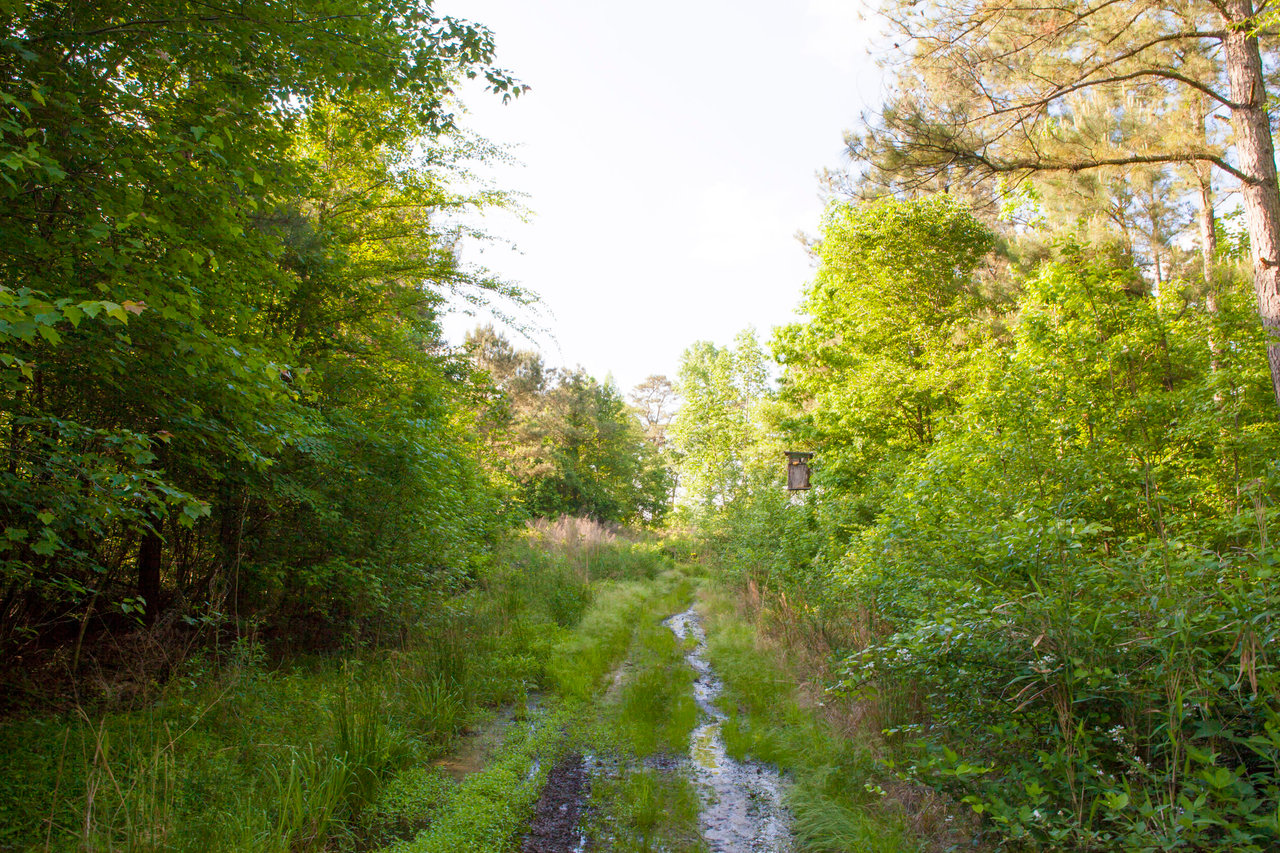 Edgecombe County, NC Land For Sale - 354 Acres