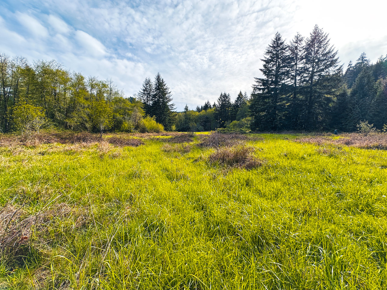 Nelson Mountain Meadows