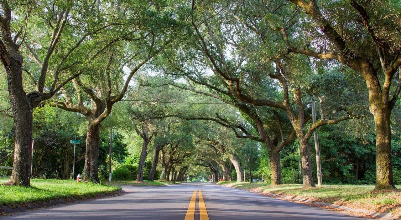 Residential street with mature oak trees forming a canopy over the road.
