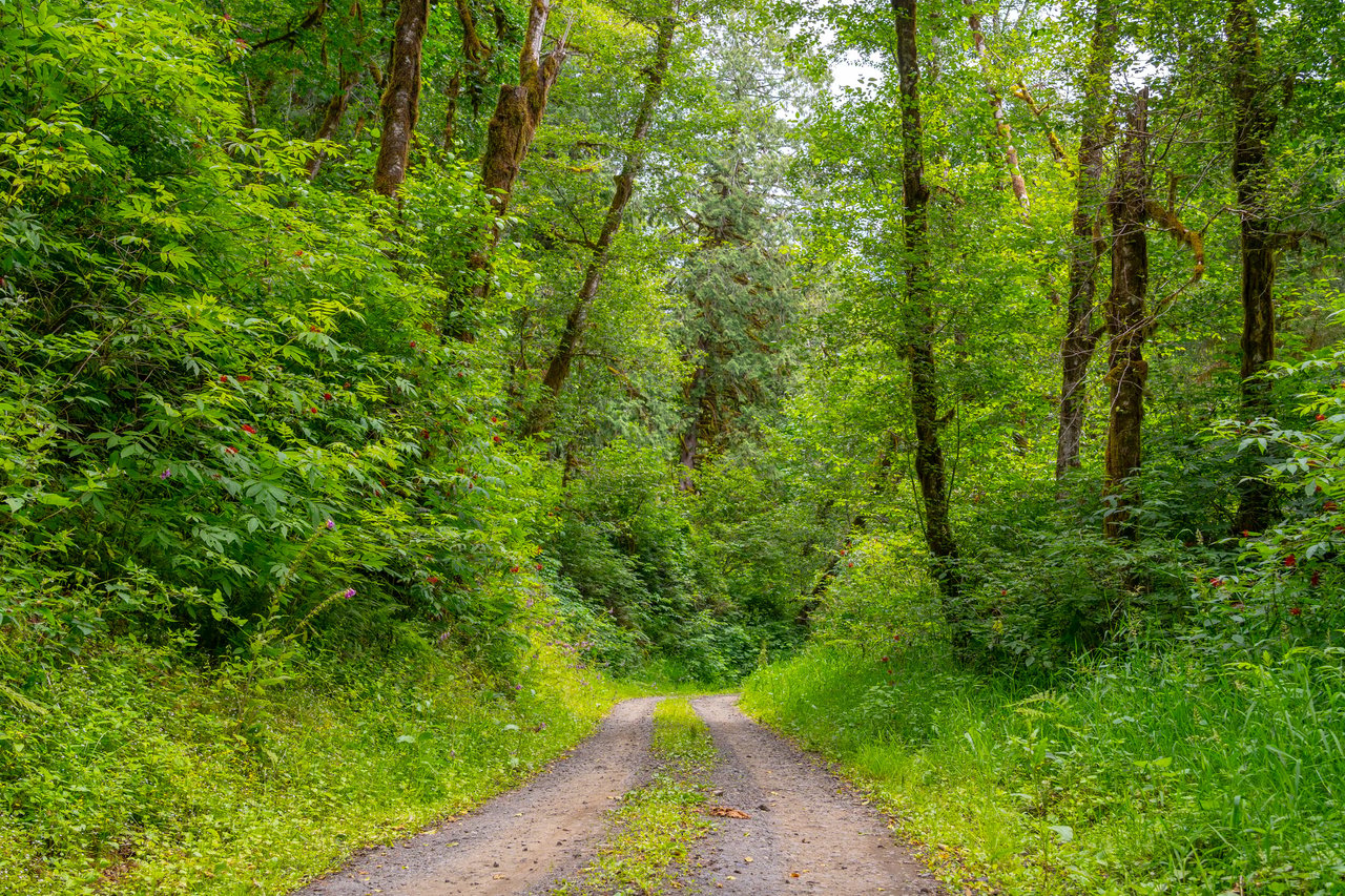 MILL CREEK FOREST