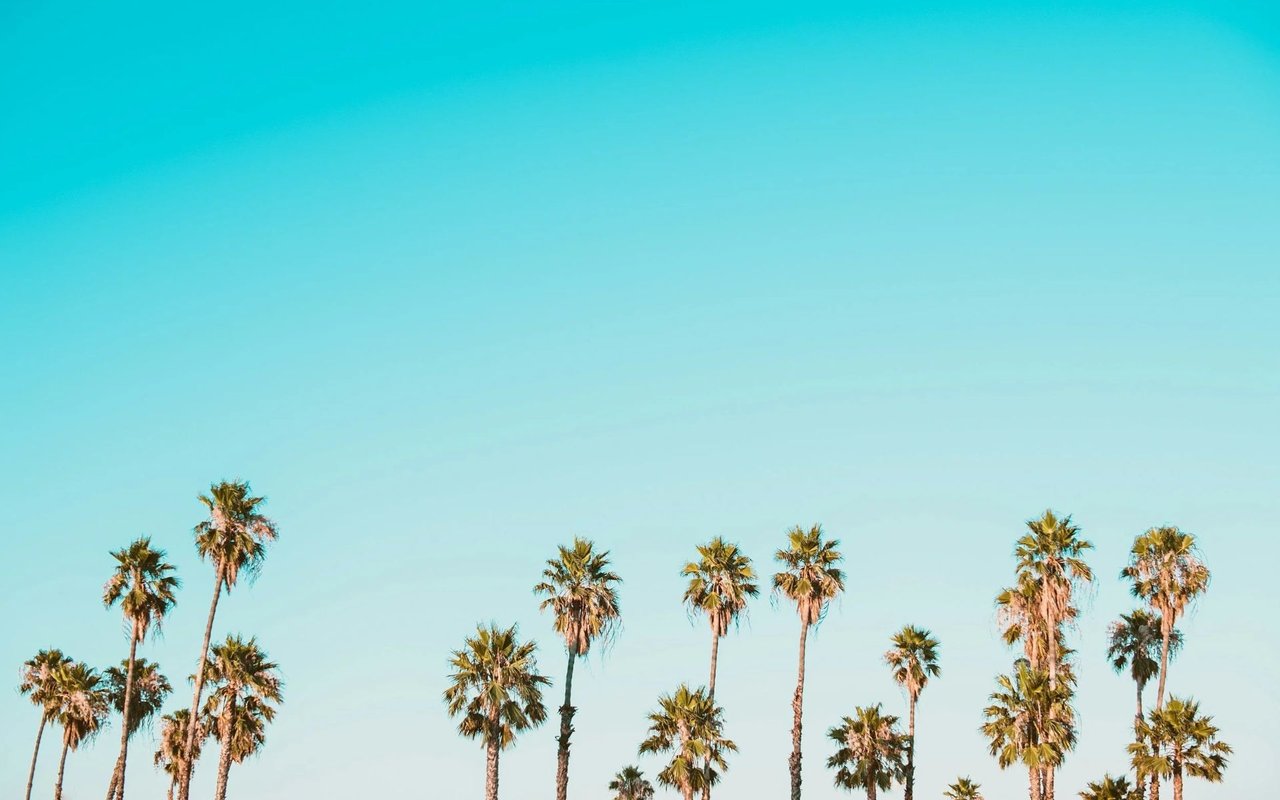 Palm trees rise beneath an expansive turquoise-blue sky.