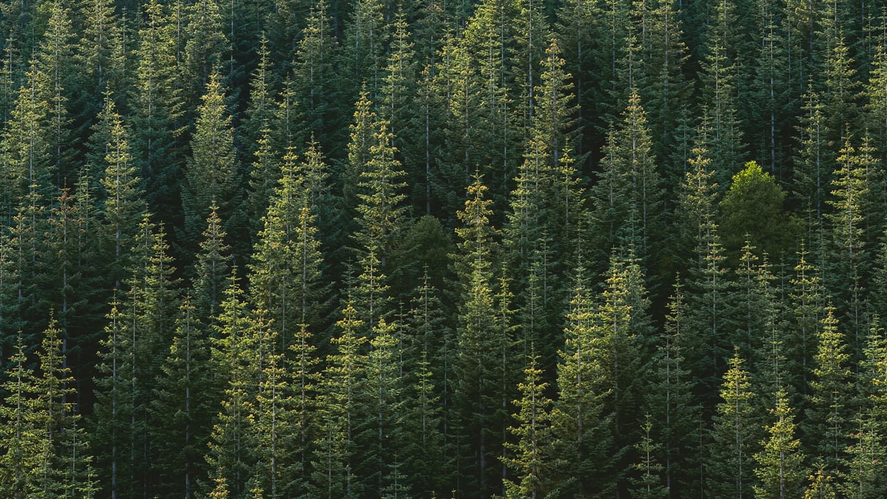 Forest Heights