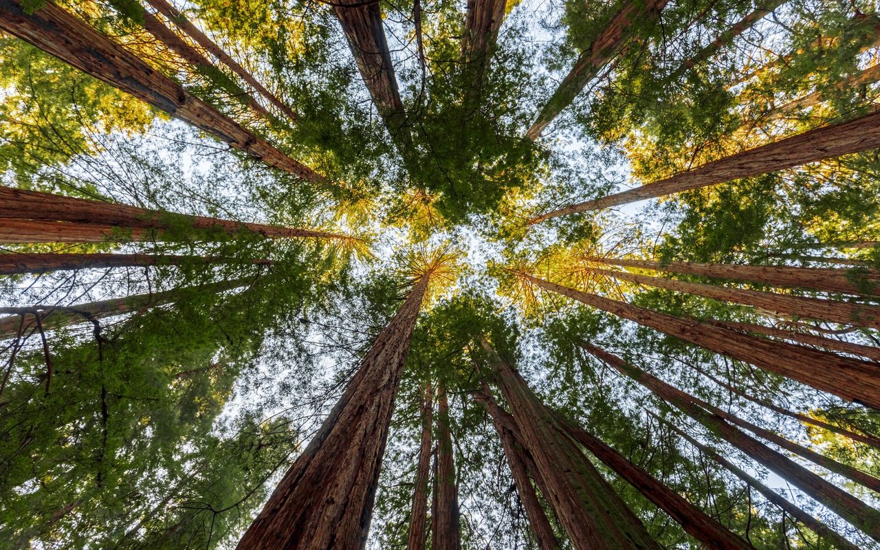 Buying Timberland in Wisconsin: What Smart Buyers Need to Know About Forest, Habitat & Long-Term Value