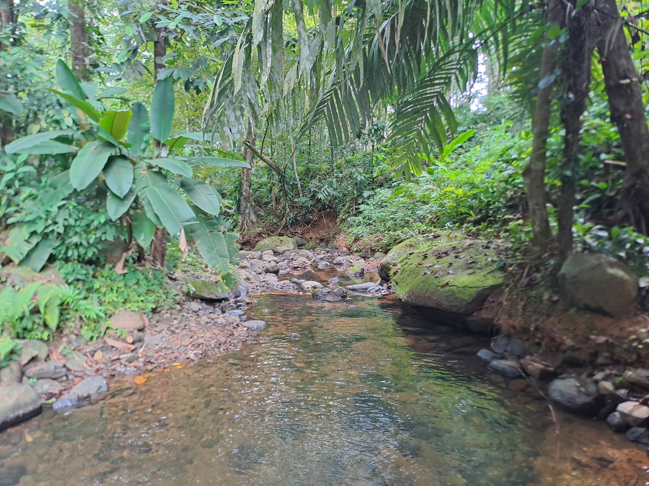 Serene Jungle Home + Guest Cabin on 3 Acres and River