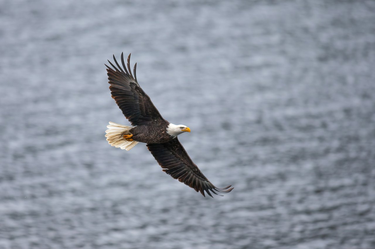 Bald Eagle Lake Shorelines: What Actually Drives Value (West vs. East vs. Everything Else)