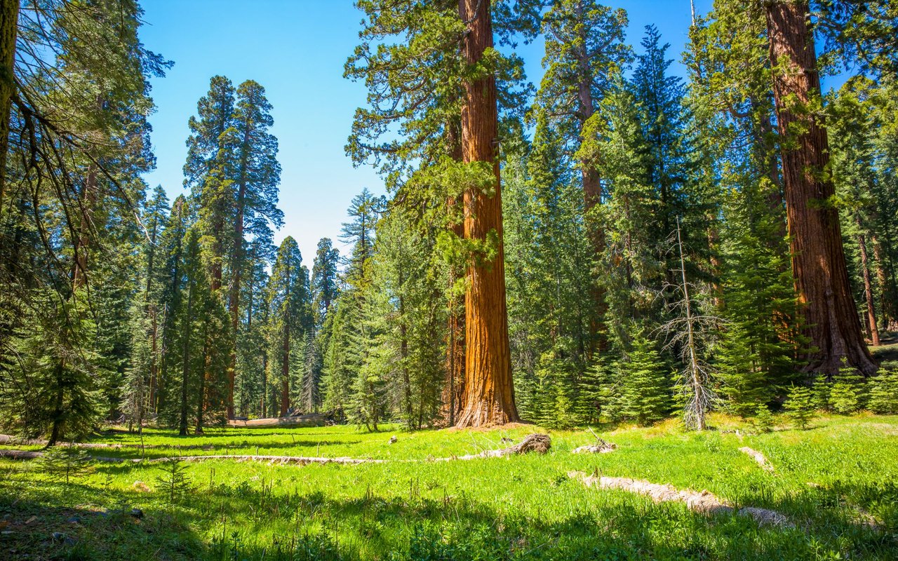 Big Trees Village
