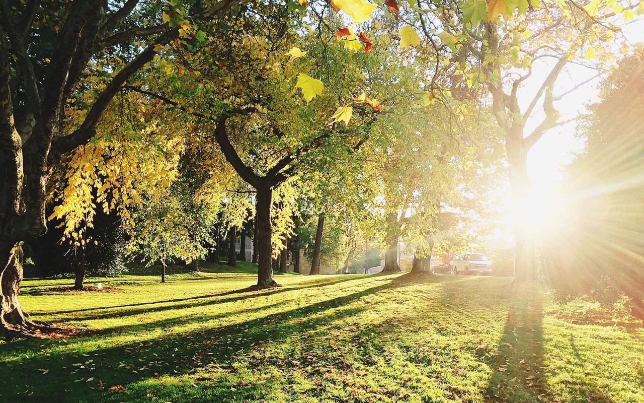 A-List Trees to Plant Along the Front Range