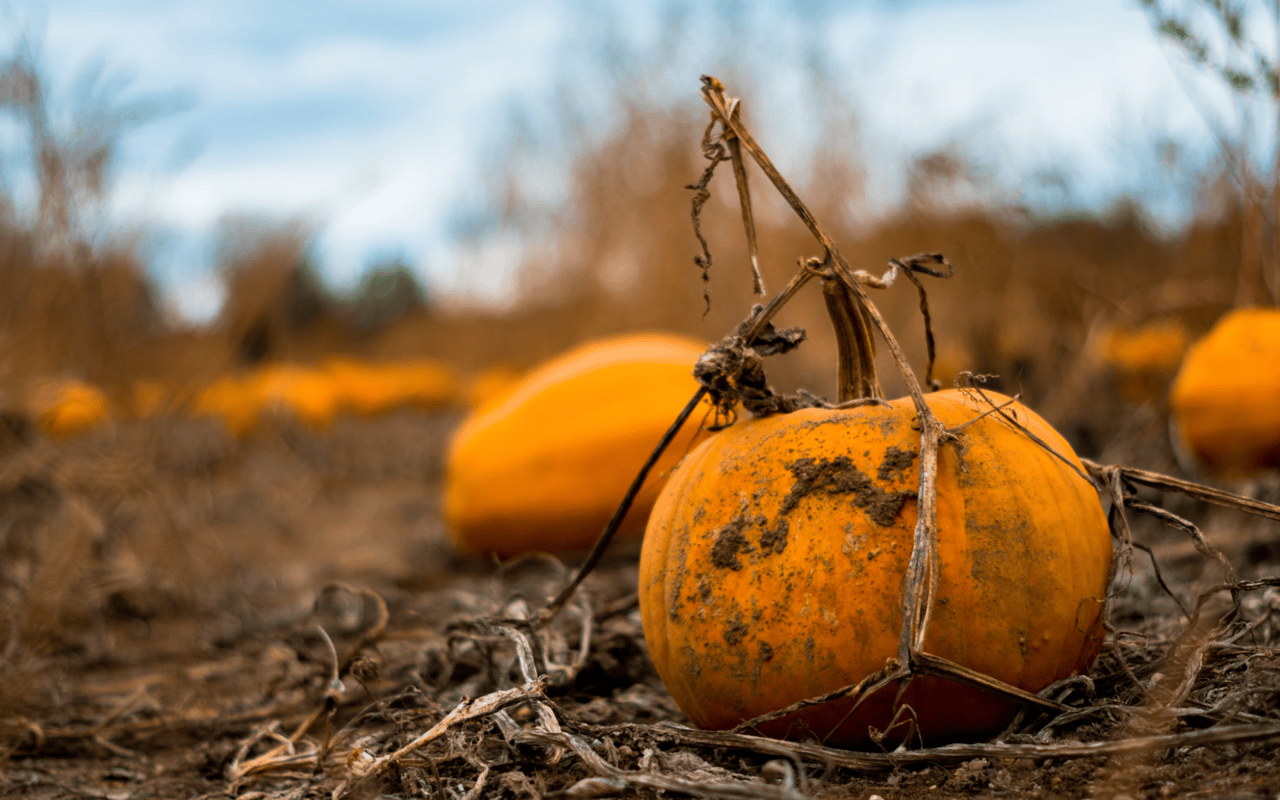 Discover October Food Events & Activities In and Near West Palm Beach, FL