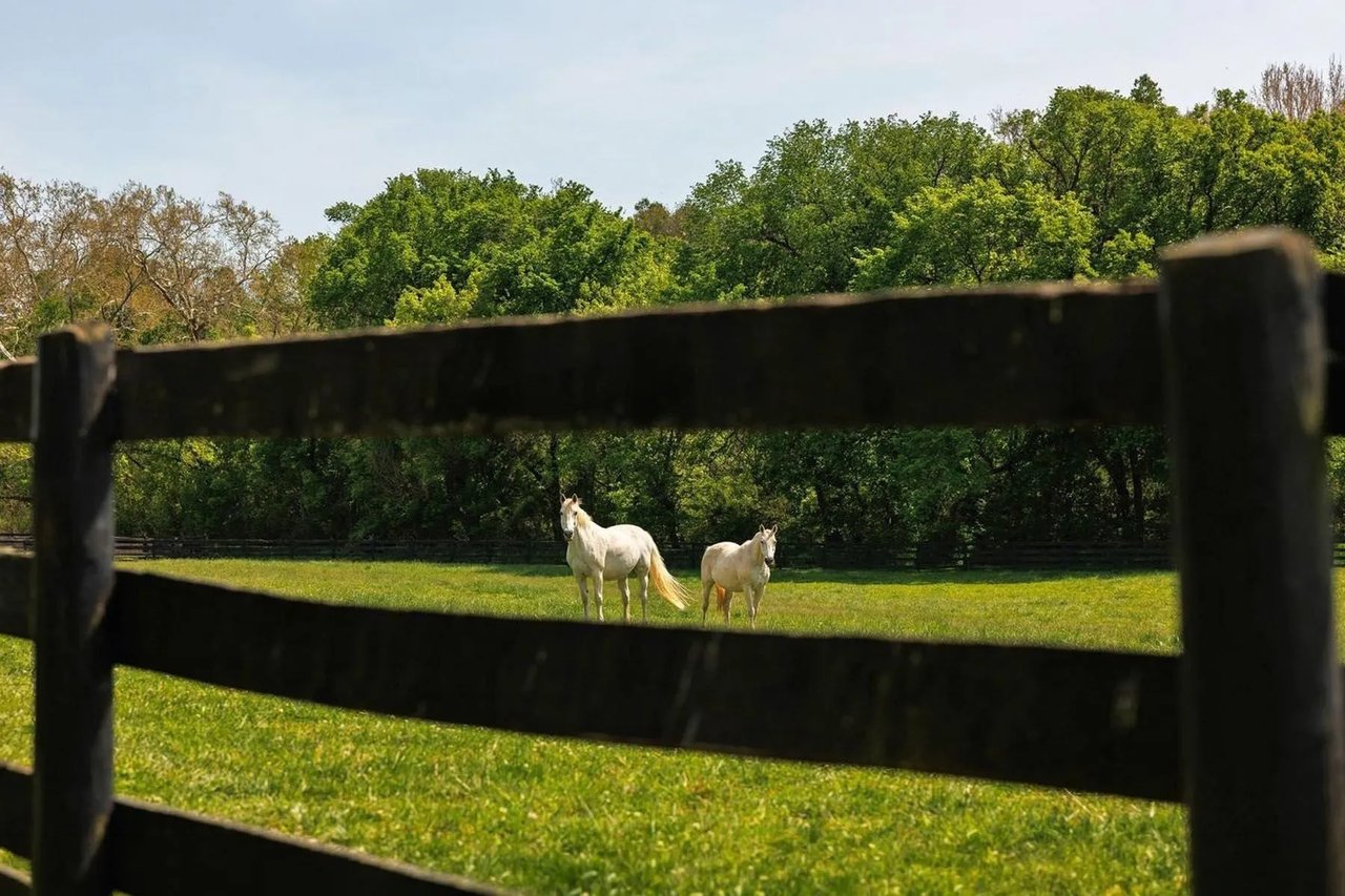 Two white horses stand in a green pasture behind a dark wooden fence.