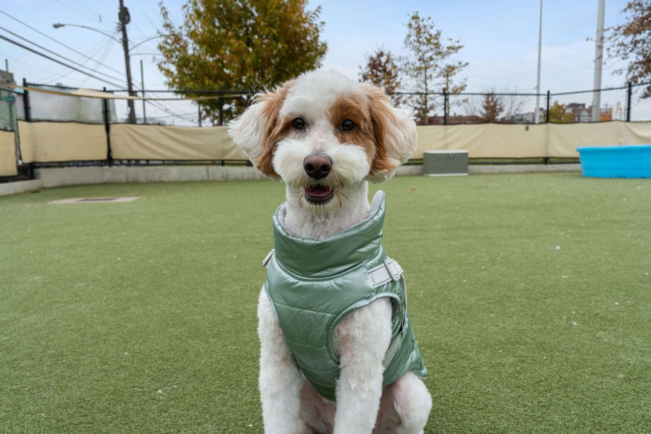 Indy The Doodle