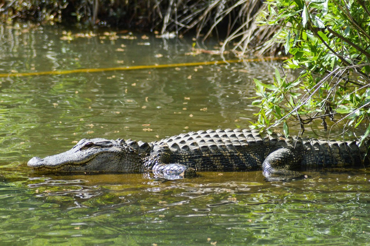 Navigating SWFL Waters: The Do's and Don'ts with Alligators