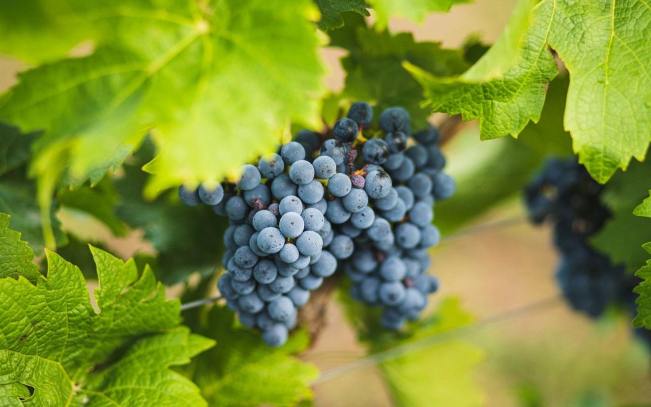 Texas Vineyards: A Toast to Luxury