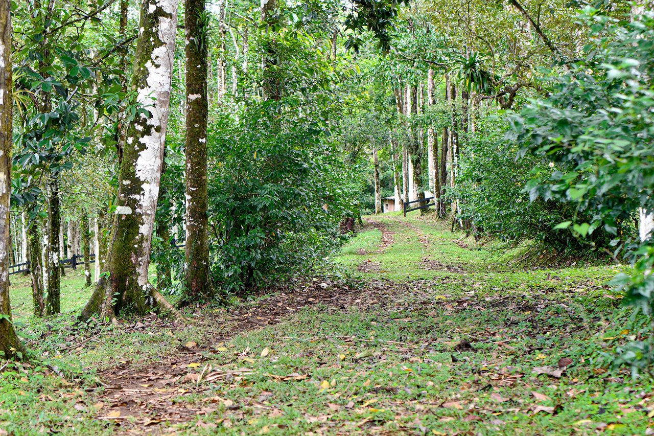 Finca Macadamia | 154-acre Rainforest Paradise with two Houses and Trails!