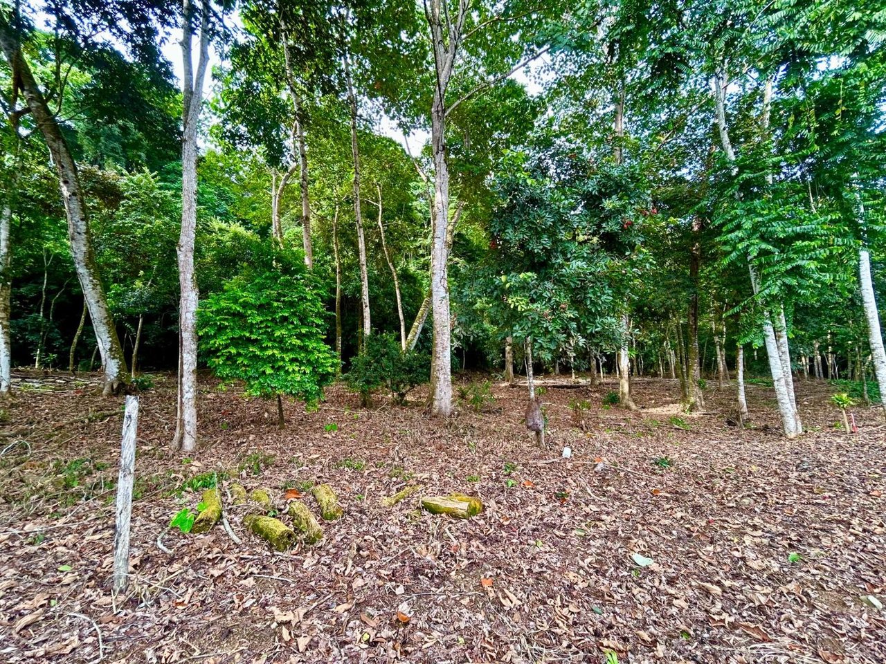 Flat Commercial Development Lot, Osa, Puntarenas