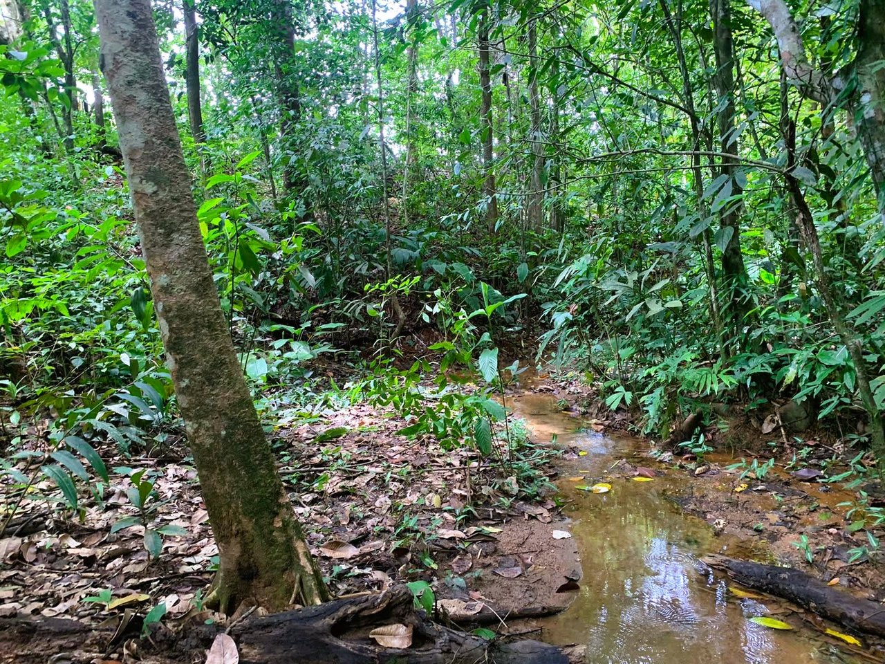 Wildlife Reserve Farm close to Ojochal