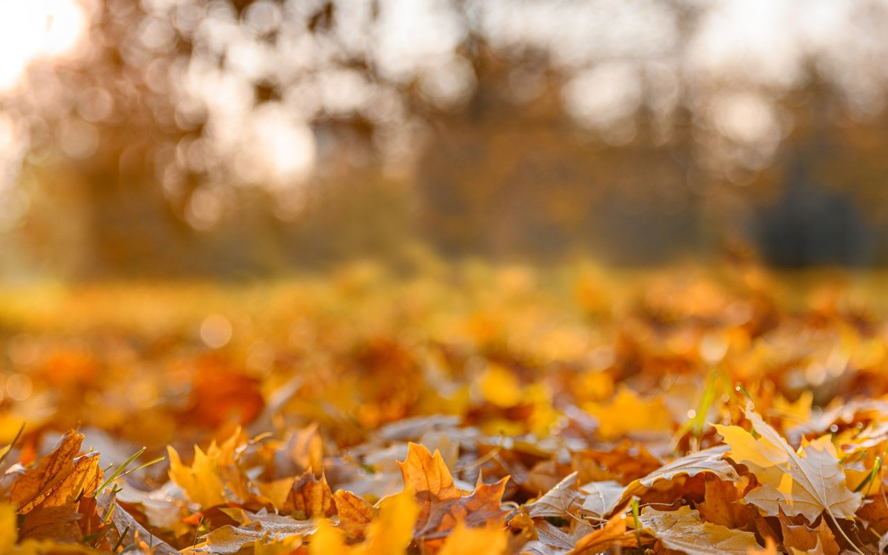 Your Austin Fall Bucket List