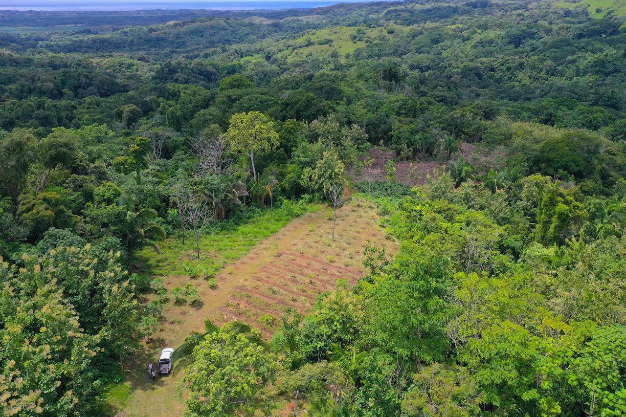 Costa Rican Teak and Hardwood Farm with Endless Potential