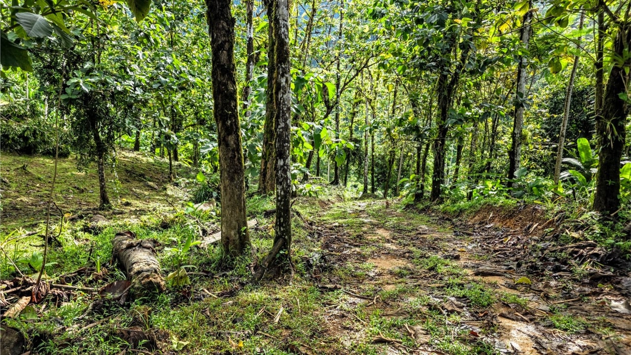 Rainforest Waterfall Acreage Estate, Dominical, Puntarenas