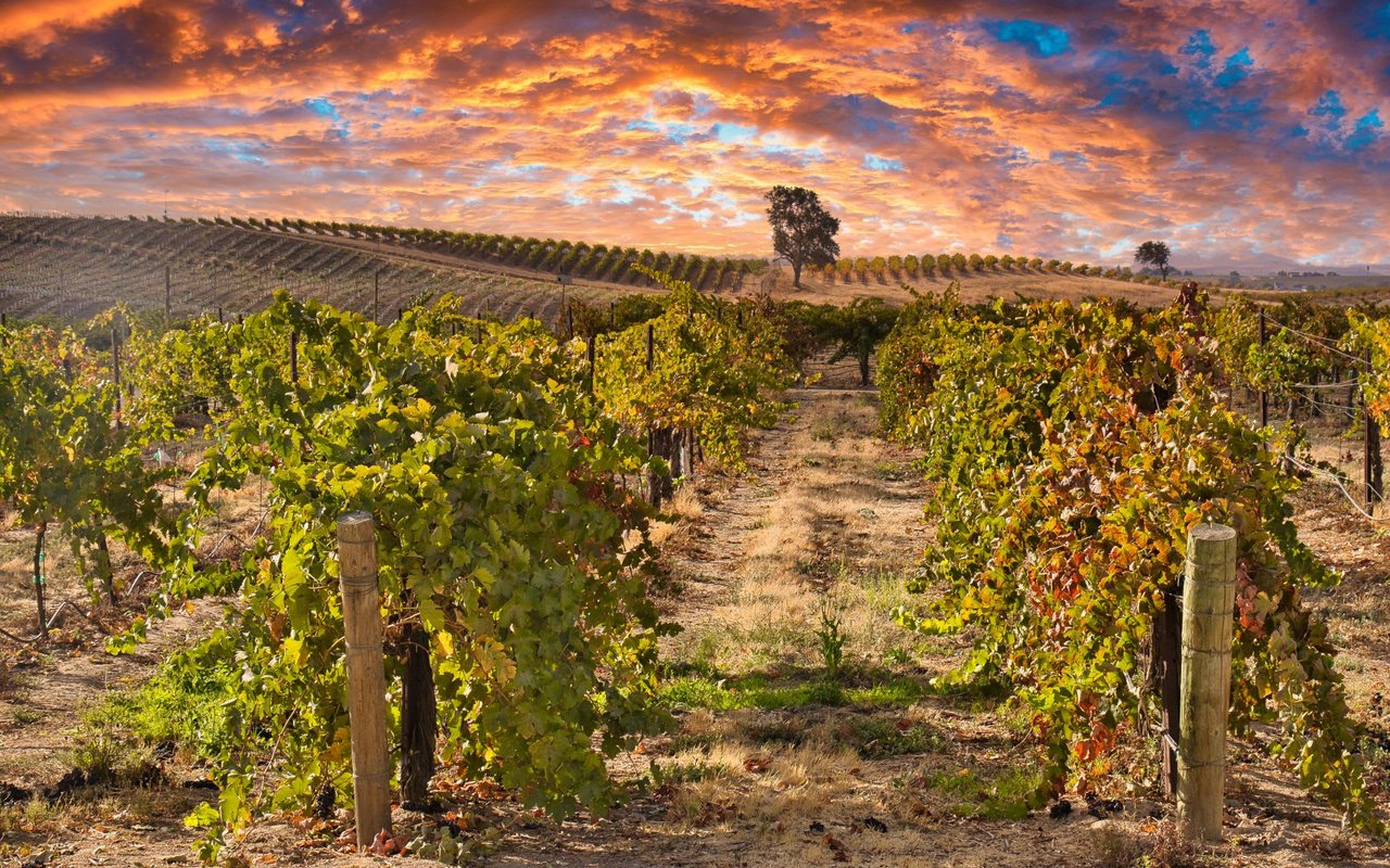 Paso Robles