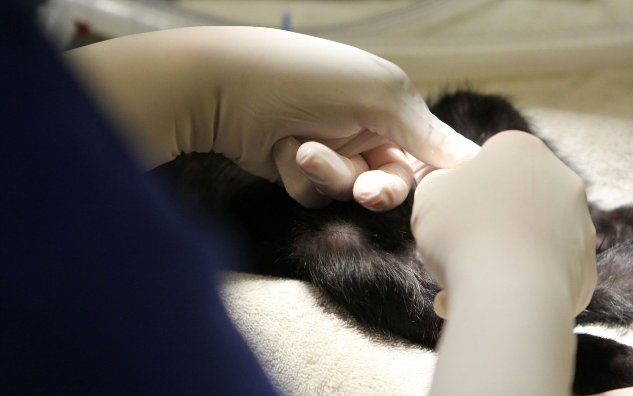 The Best Veterinarians and Pet Care Services in Loudoun County